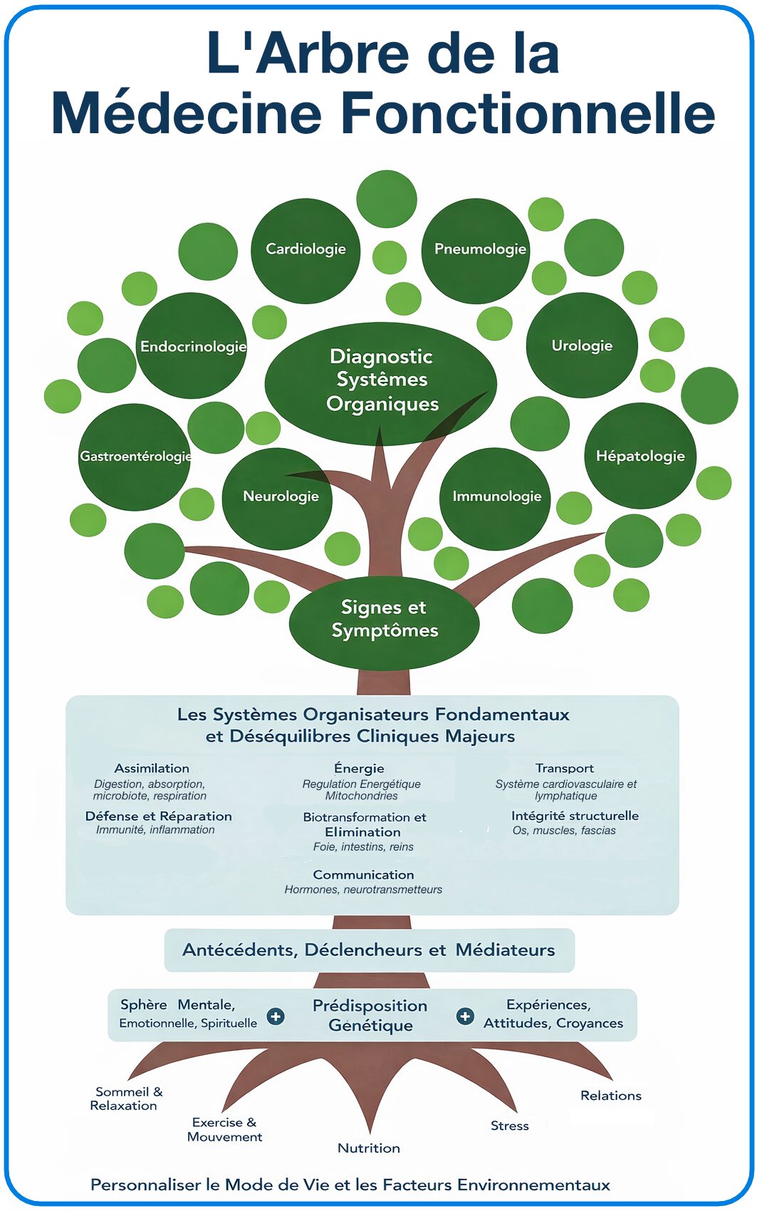 L'arbre de la médecine fonctionnelle